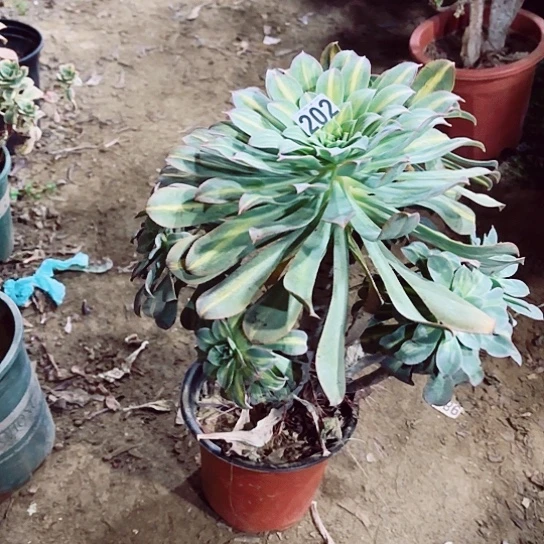 202黄中斑老桩法师