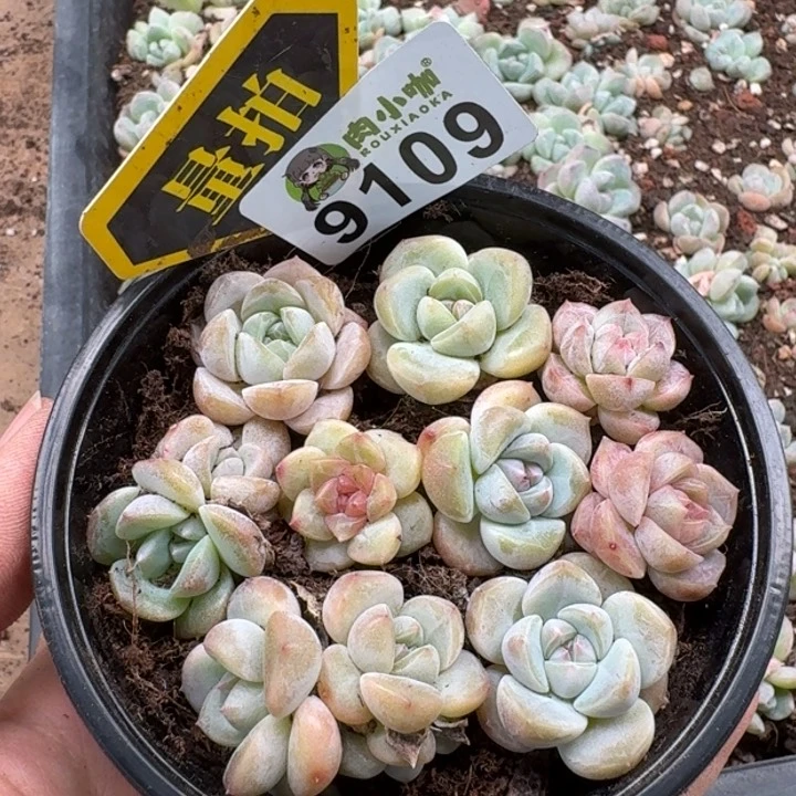 当前无花朵，栽培后可花朵多肉植物多肉植物