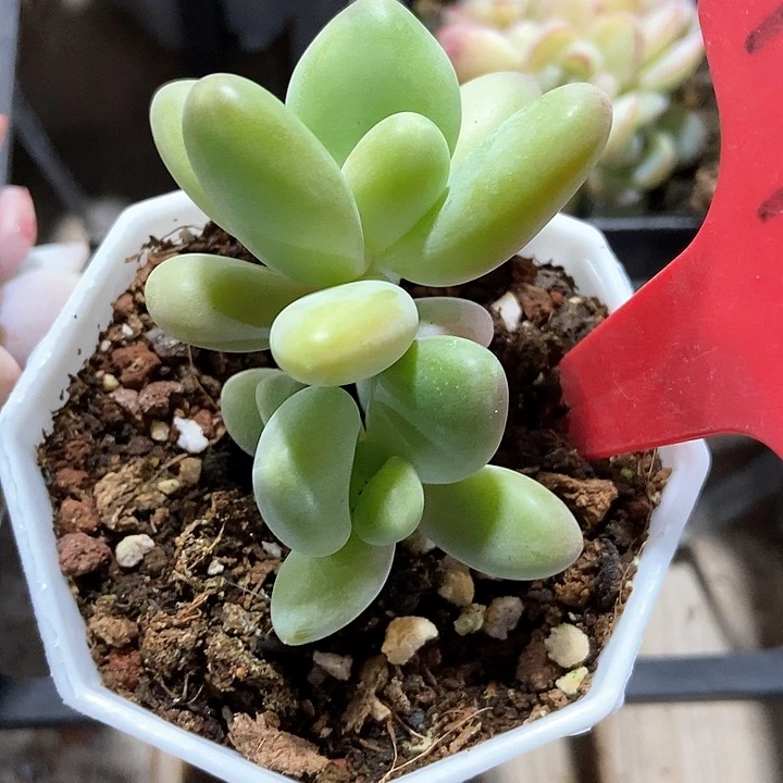 阿***琦多肉植物1745多饿