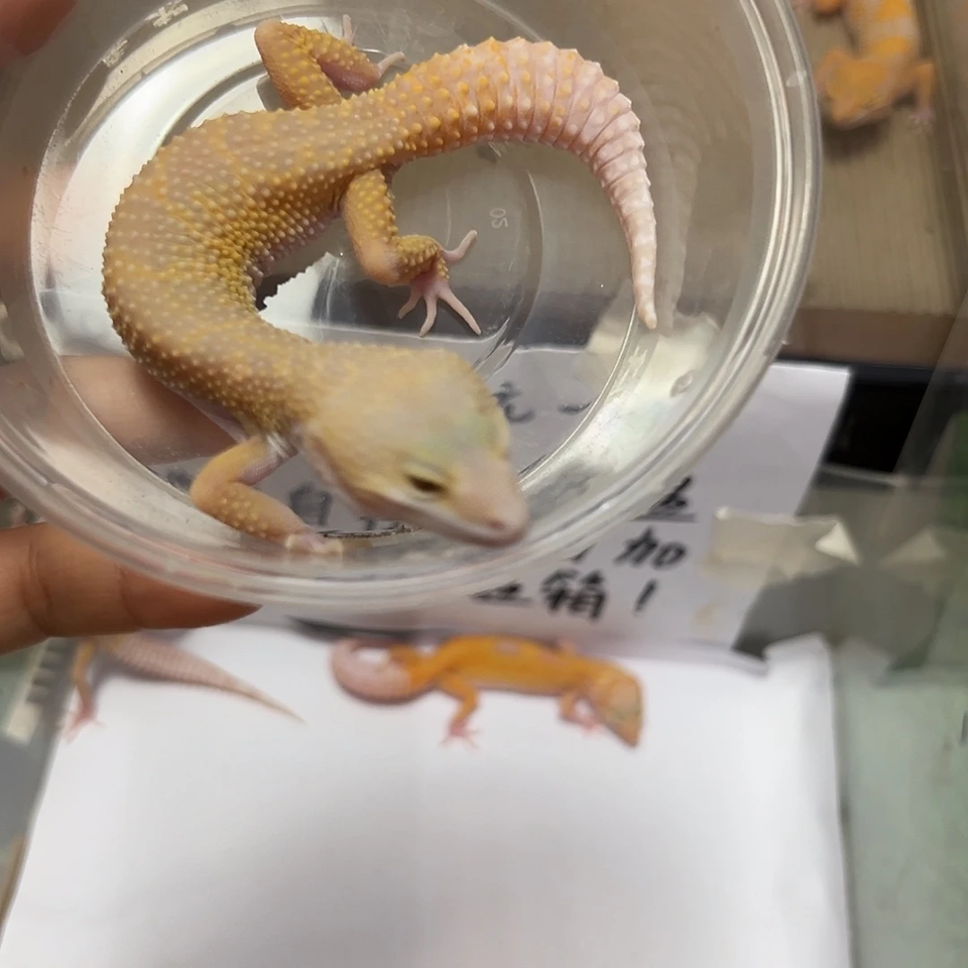 豹纹守宫豹纹守宫