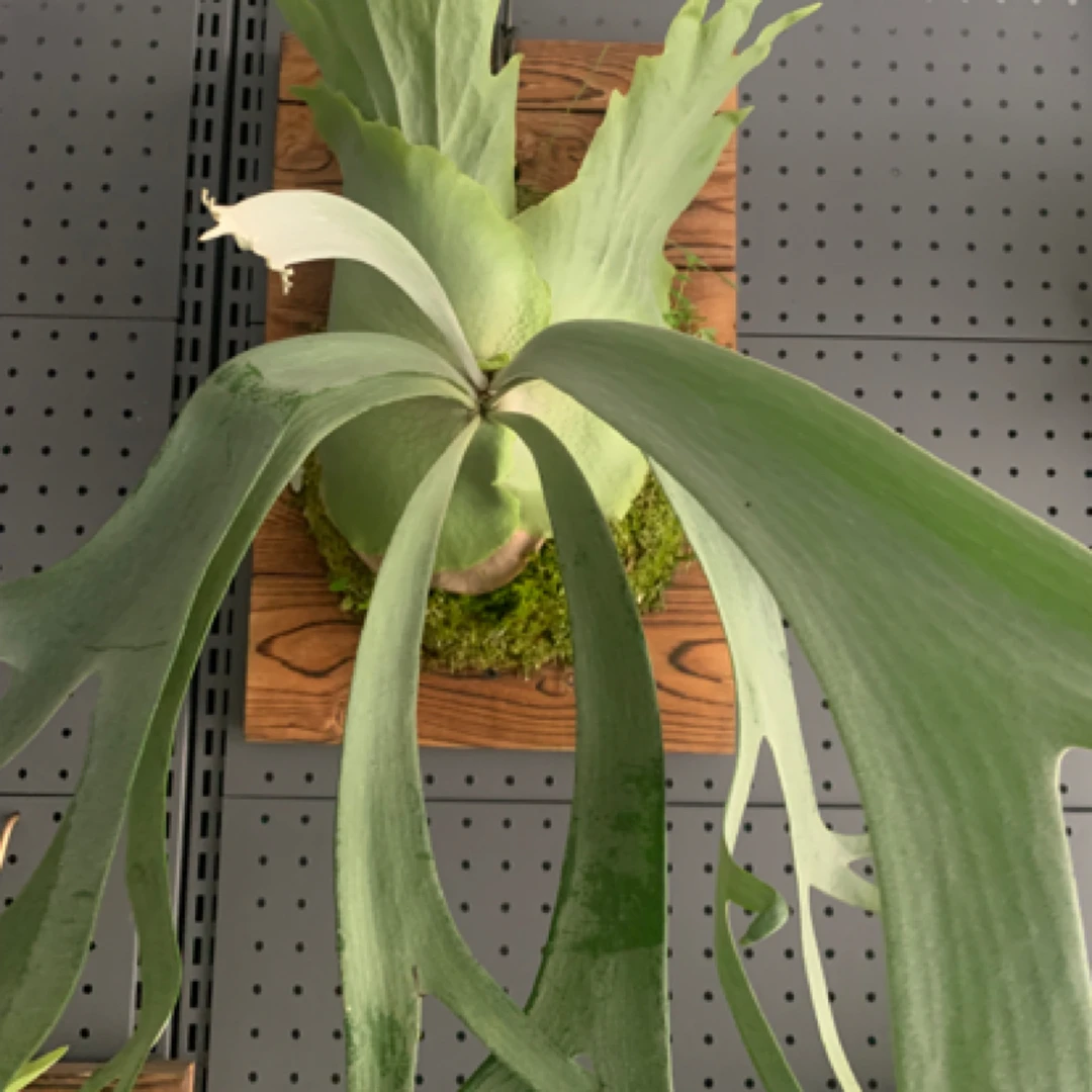 鹿角蕨一物一拍链接