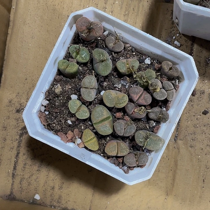 风铃3.8带盆土发货