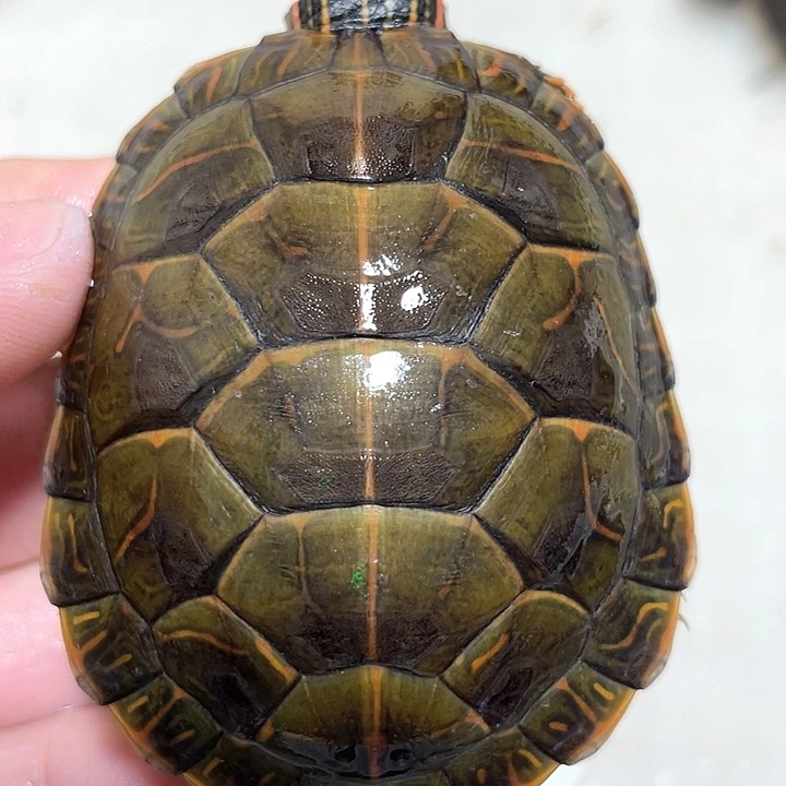 宠物龟不分公母杂锦