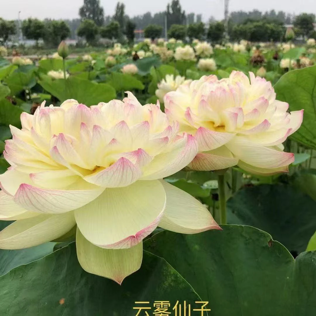 【云雾仙子】大型-荷花碗莲莲花中大型露台阳台庭院观赏藕种包对版