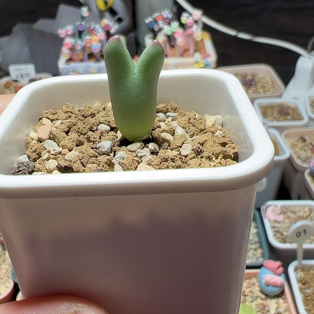 458皮卡丘不带毛