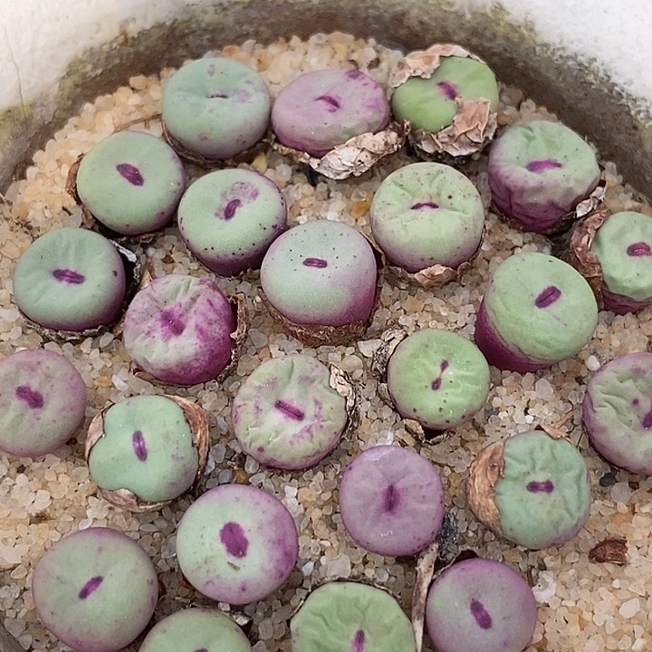 贝特分小红嘴一颗