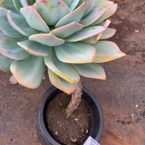 y*凤24078多肉多肉