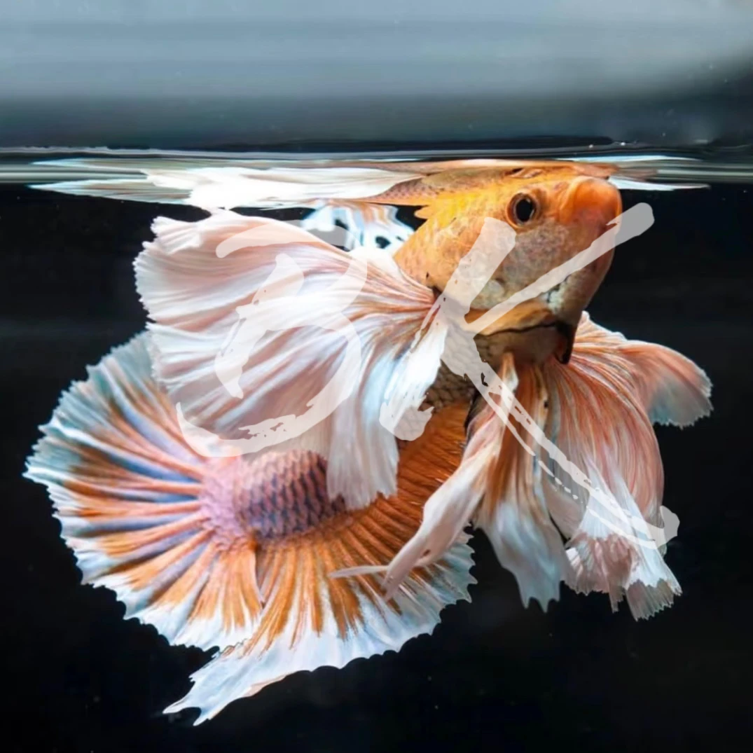 随机-泰国斗鱼小型热带观赏鱼耐活好养