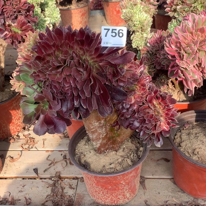 756欧紫缀多肉大师