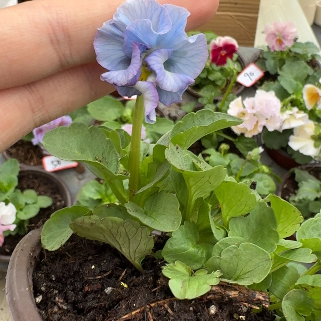 大部分花苞少量开放117