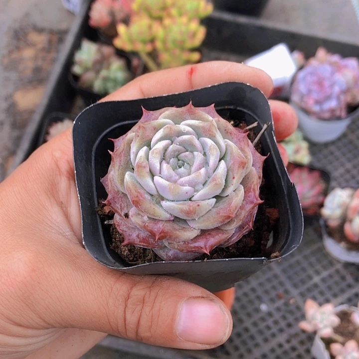 铅***界铅笔多肉。山东潍坊