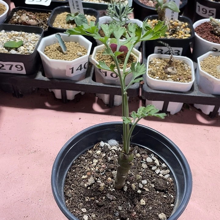 373香水杨葵块根，