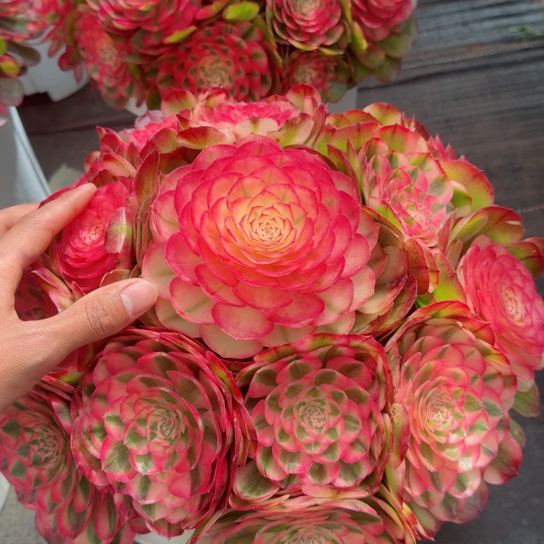 朦*多肉植物发货发货