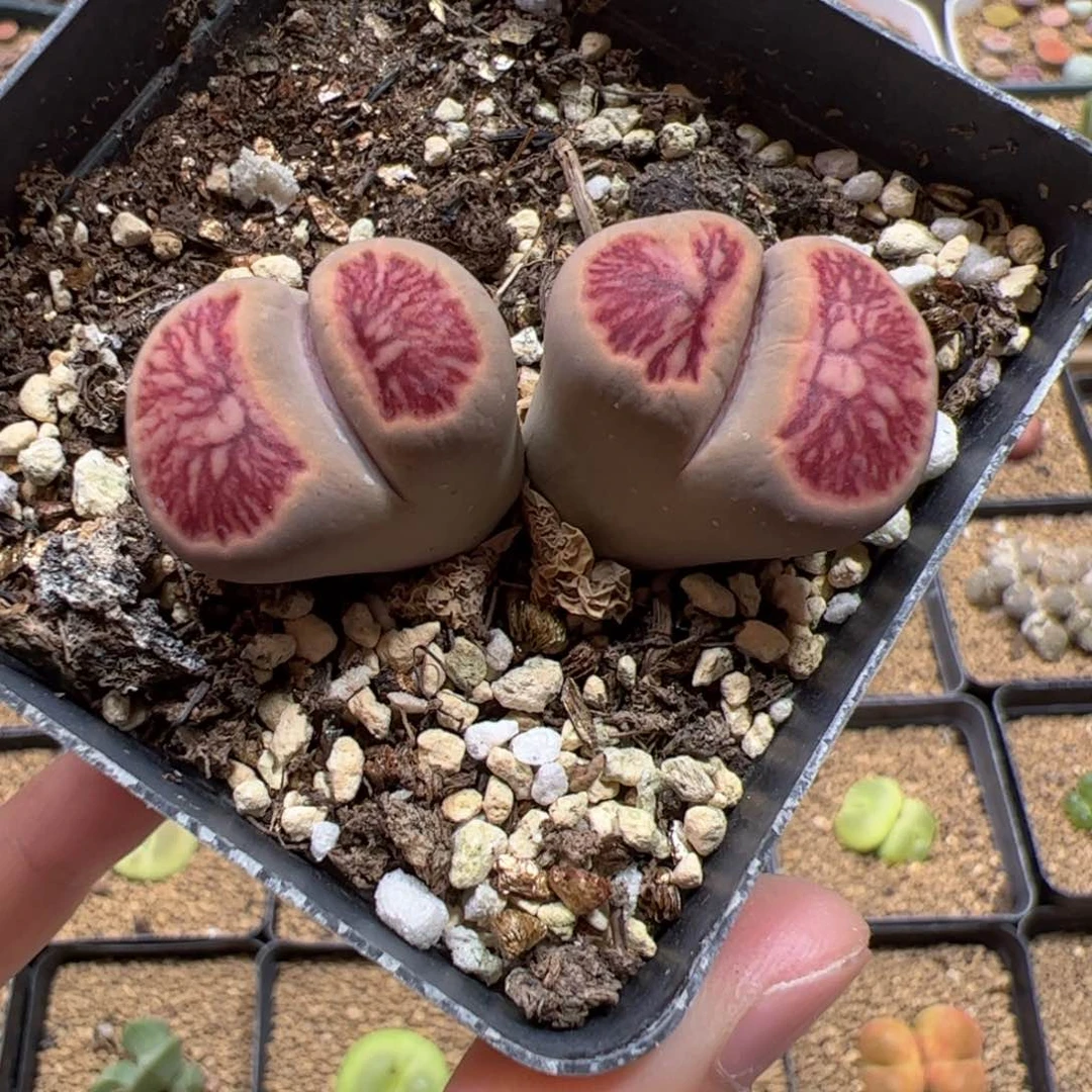 【闪购商品】275 菊