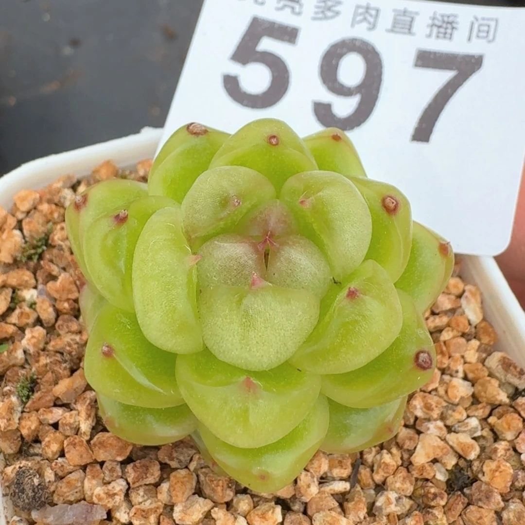 空灵珍妮         多肉植物
