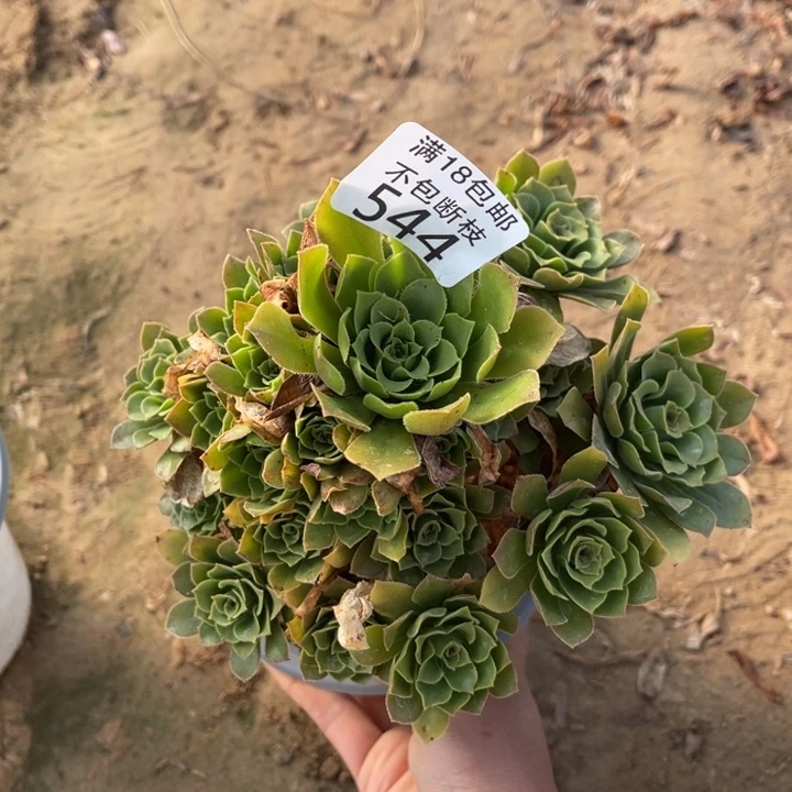 544绿玫瑰小手捧3号