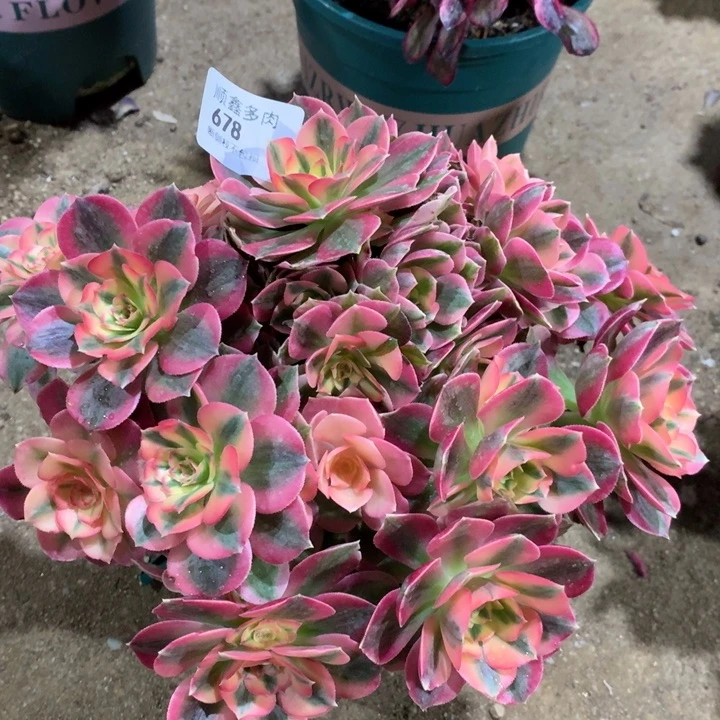 678粉女巫多肉植物