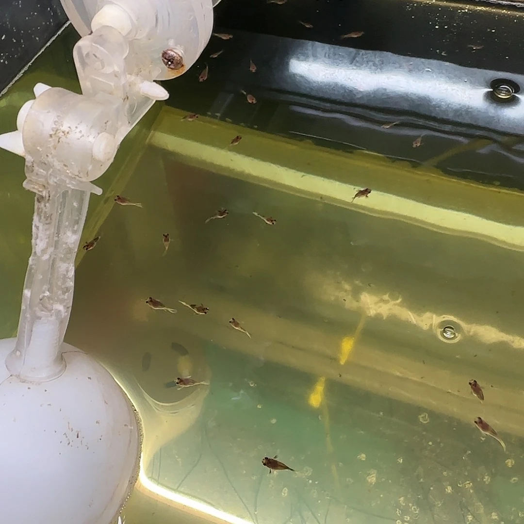 孔雀鱼粉猫玻璃球苗10条