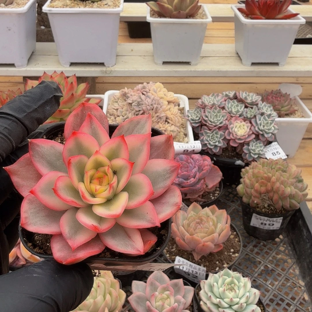 1113-93凤凰锦单头