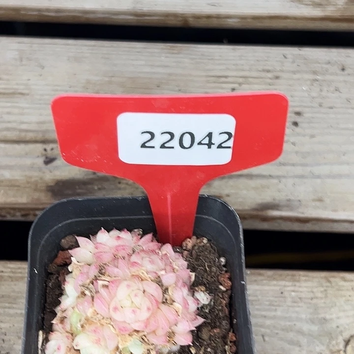 糖心。    22042号。