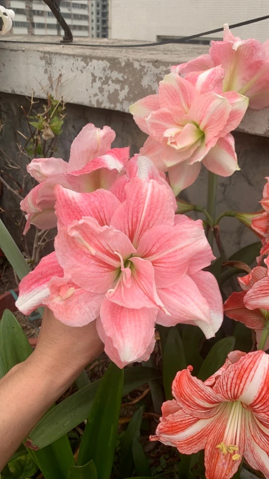 朱顶红直播间叫号再拍不叫号拍了不发