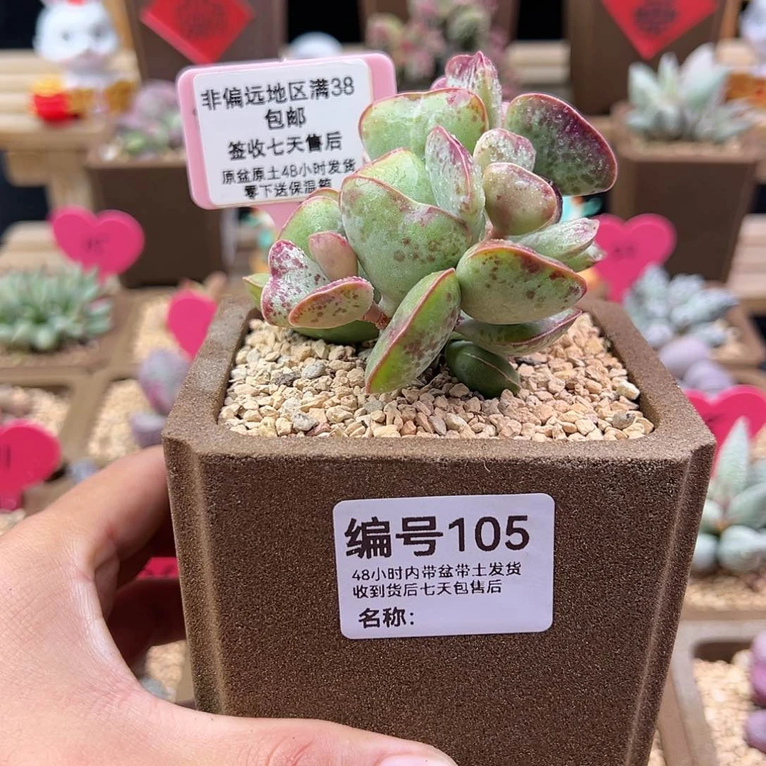 鱼**哟105爱心多肉植物