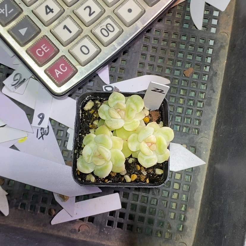 【闪购商品】咕***～TL甜心包正版多肉22