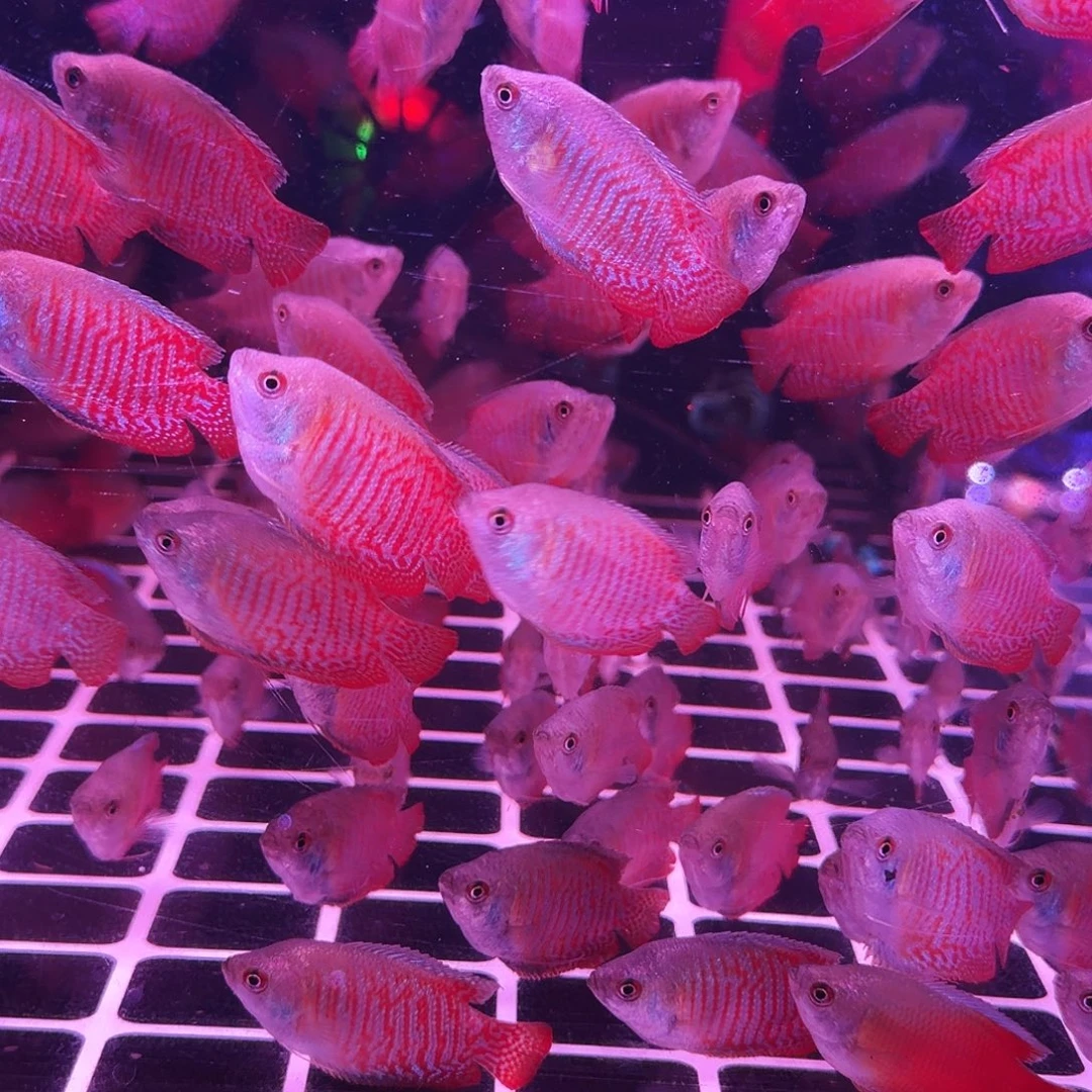 短鲷鱼丽丽10条(6条送4条备损)