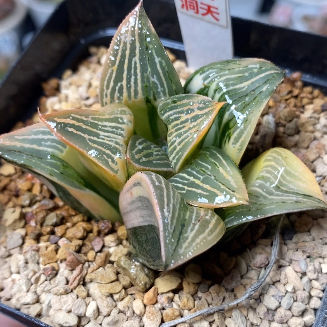 41实生青蟹锦一物一拍