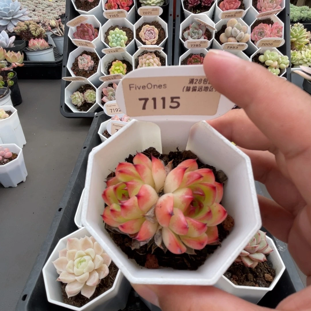 7115月亮石4.0厘米