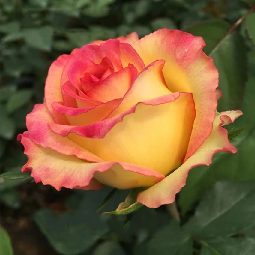 【卓昂玫瑰园】阿班斯玫瑰四季开花大花庭院阳台切花高杯月季