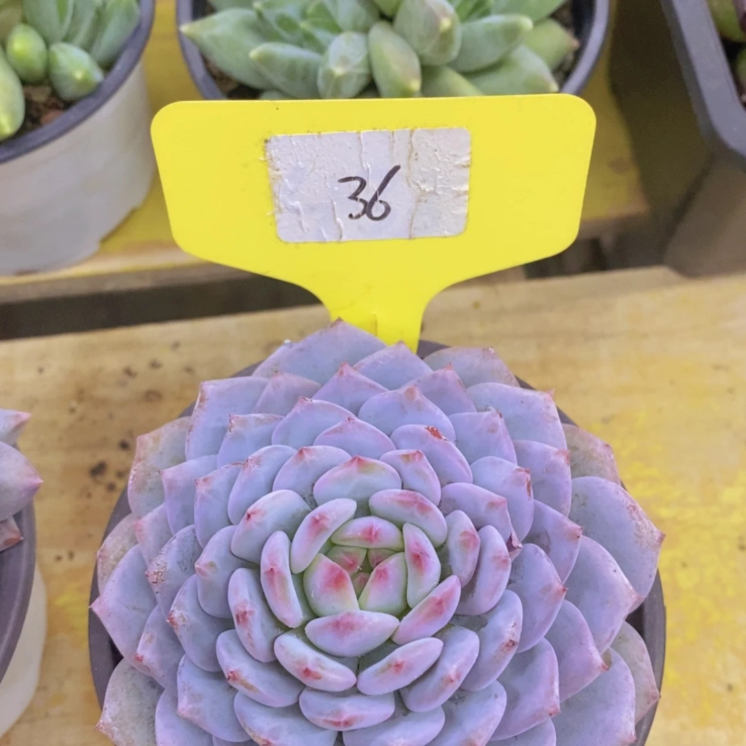 开心多肉破价场，不对比