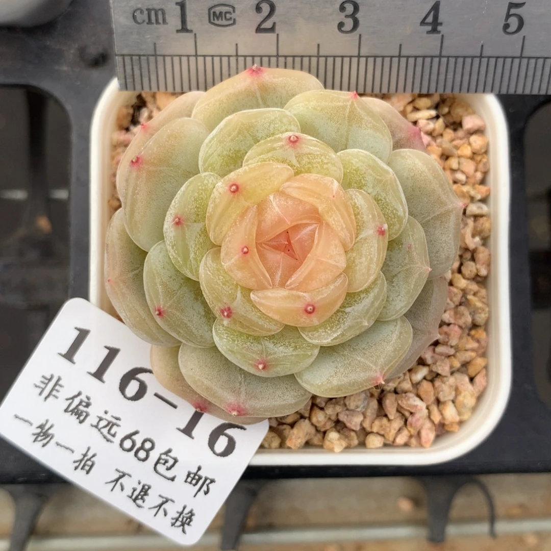 ?****?16。白色恋人。满六八包邮。