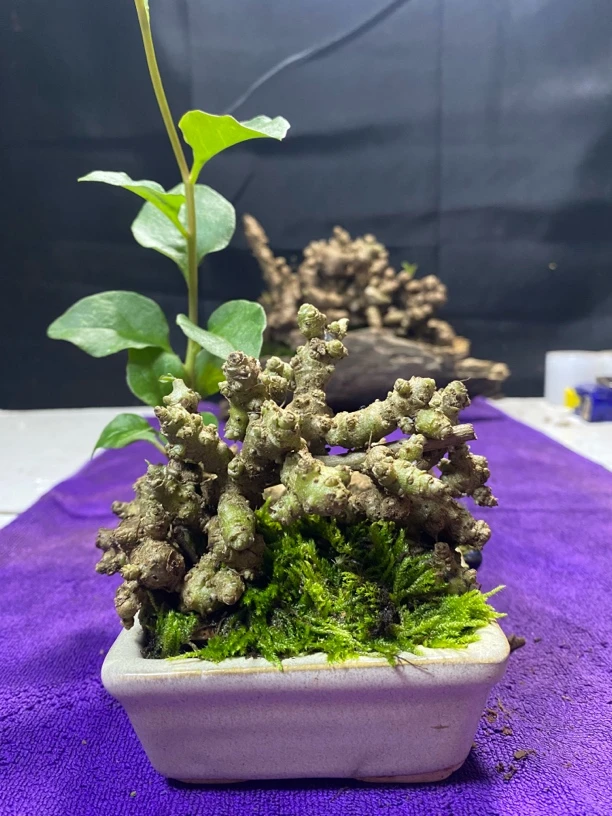 云南小绿植藤三七山乌龟蕨类价格表（直播间一物一拍，请勿私拍）