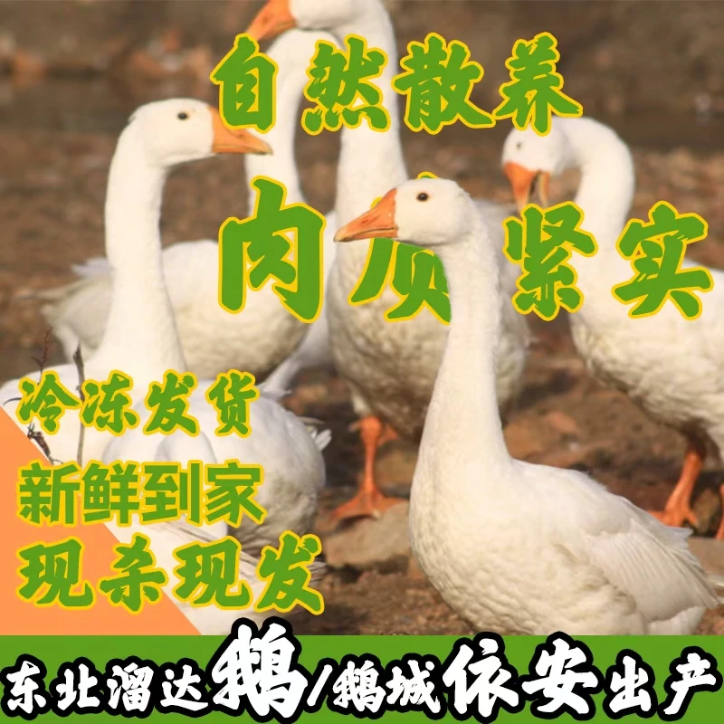 【三通专属】依安县大鹅之乡正宗散养东北大鹅带心肝肉质紧实