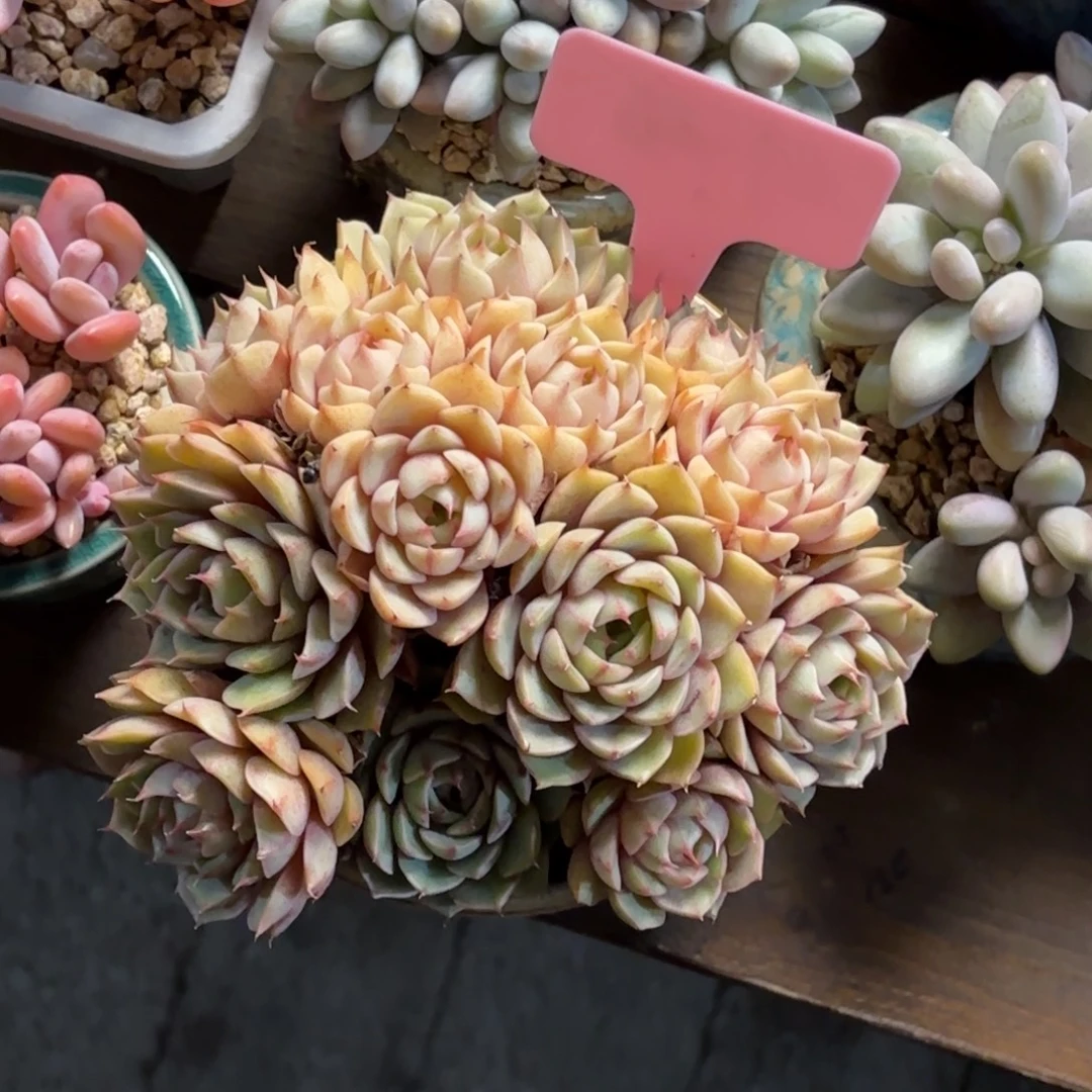 无花朵苯巴蒂斯1111111