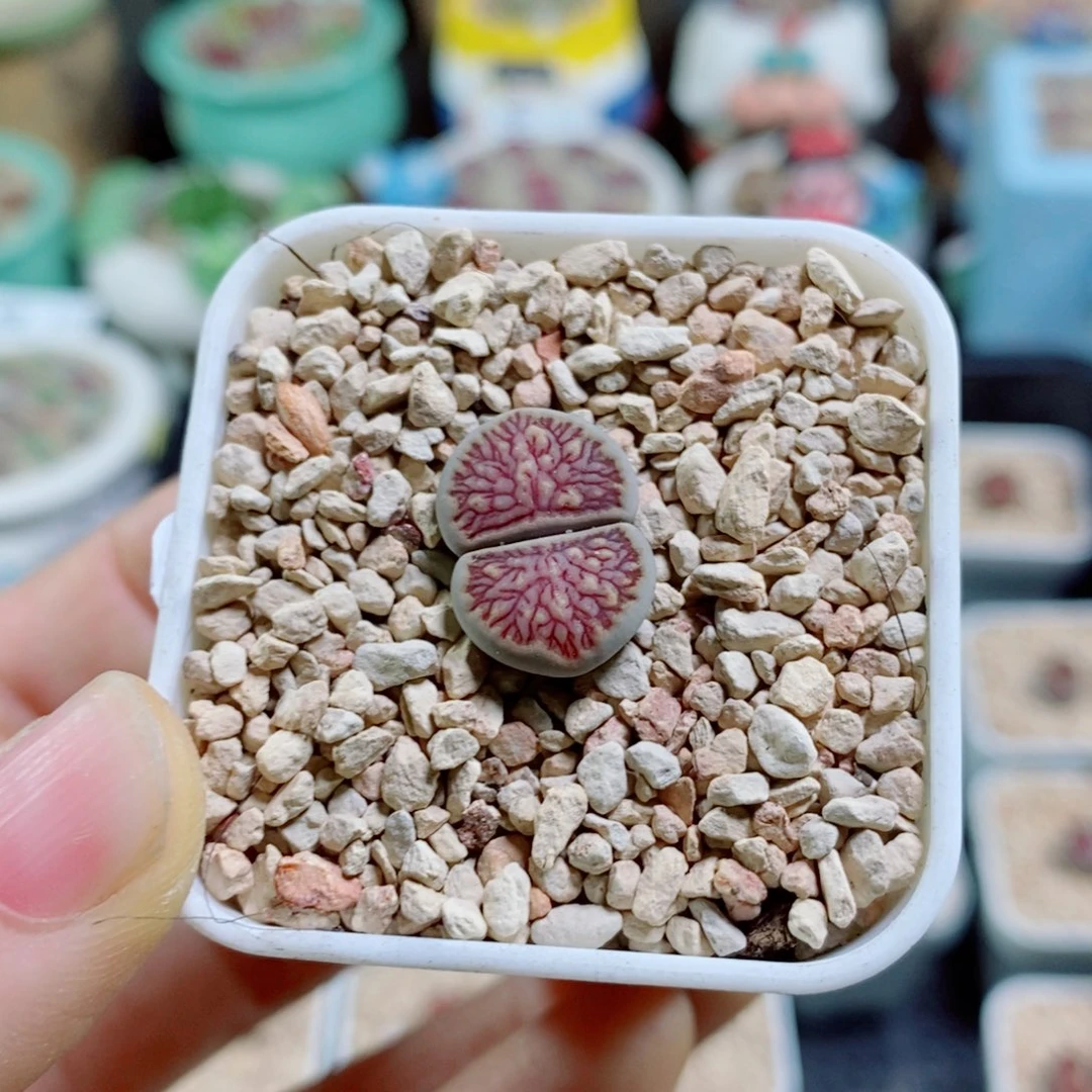 _***堡生石花花花花花花花花221