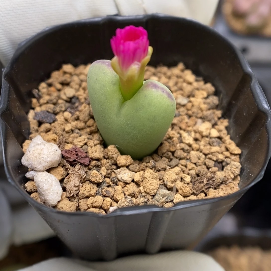 多肉植物肉锥杂交K-3493 红花将杂