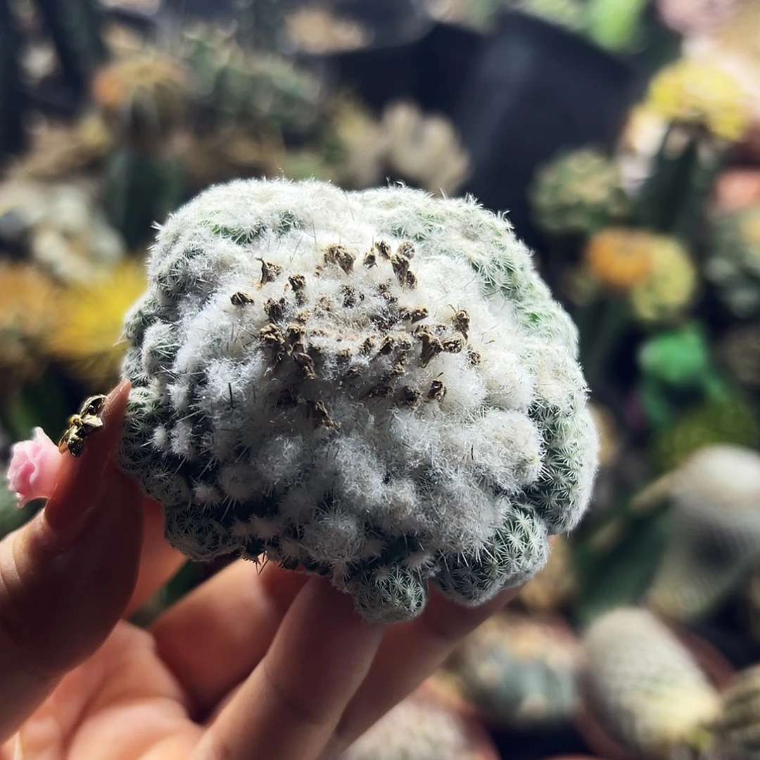 乌月丸有根仙人球111111111