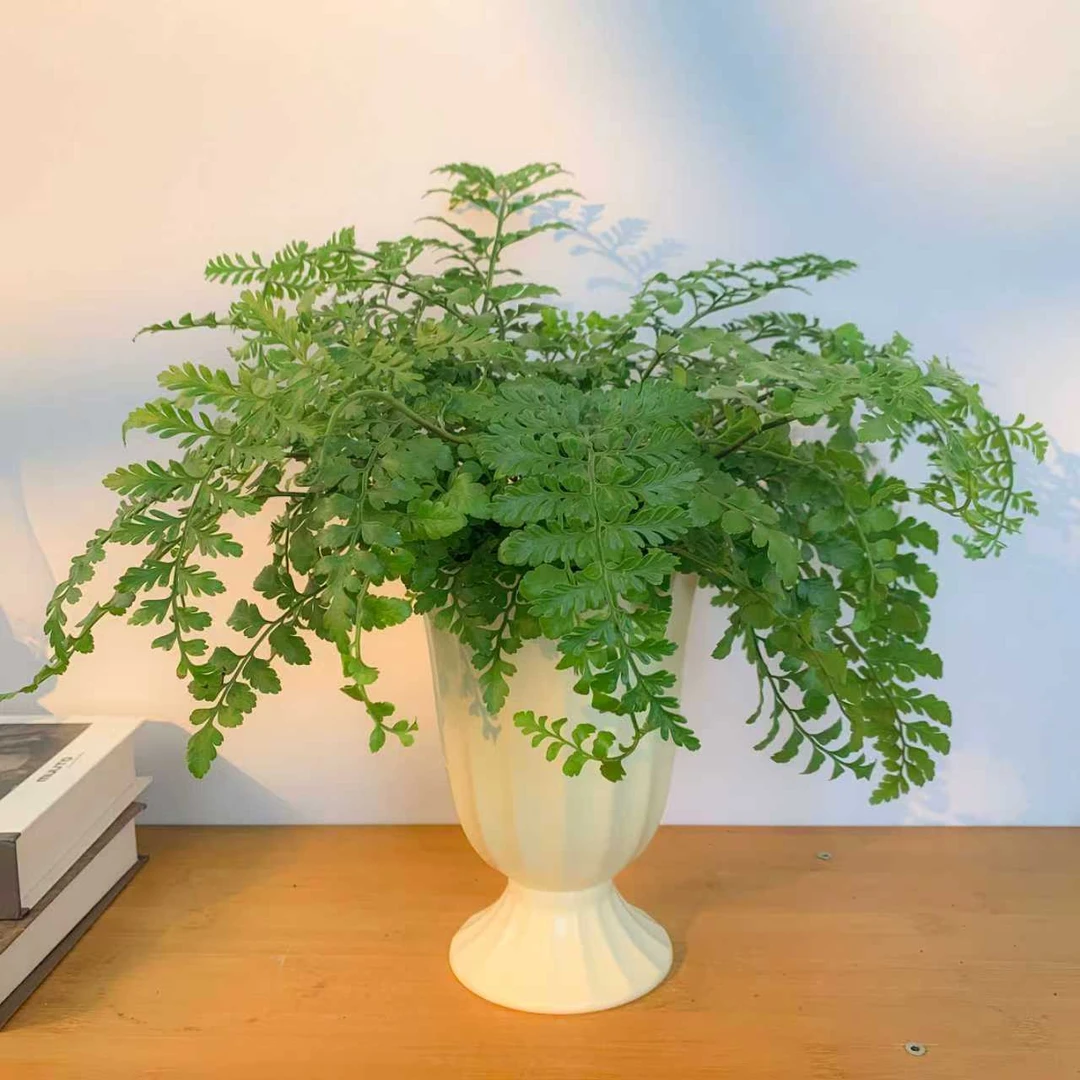 [无忧绿蕨]平安蕨室内美居四季常青净化空气蕨类植物桌面绿植盆栽
