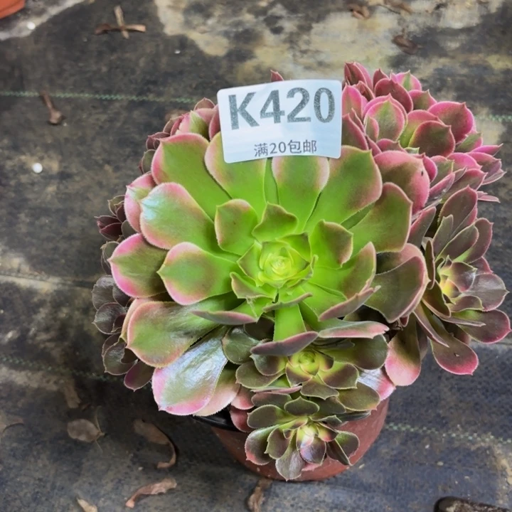 瑞妈多肉植物，420.香妃