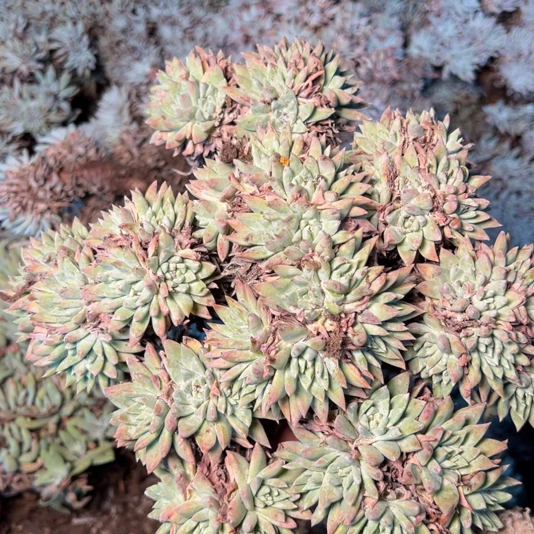 3250 今晚瑕疵无售后