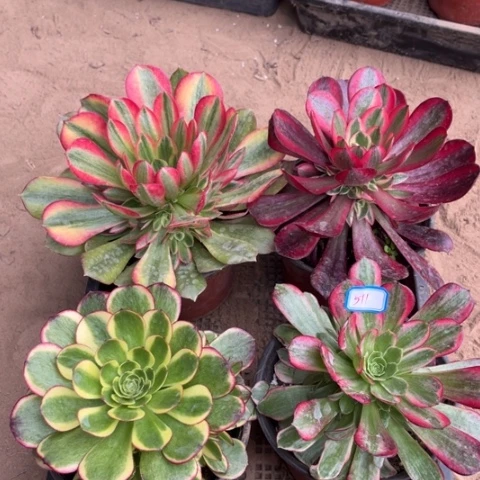 511多肉植物组合