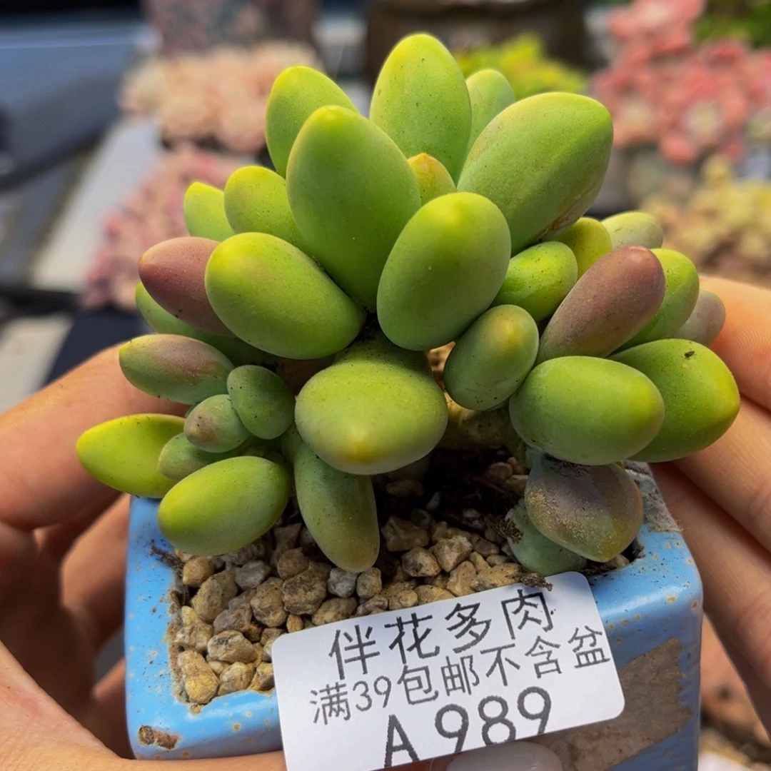 子***陌989-kk芒果奶7cm有断枝