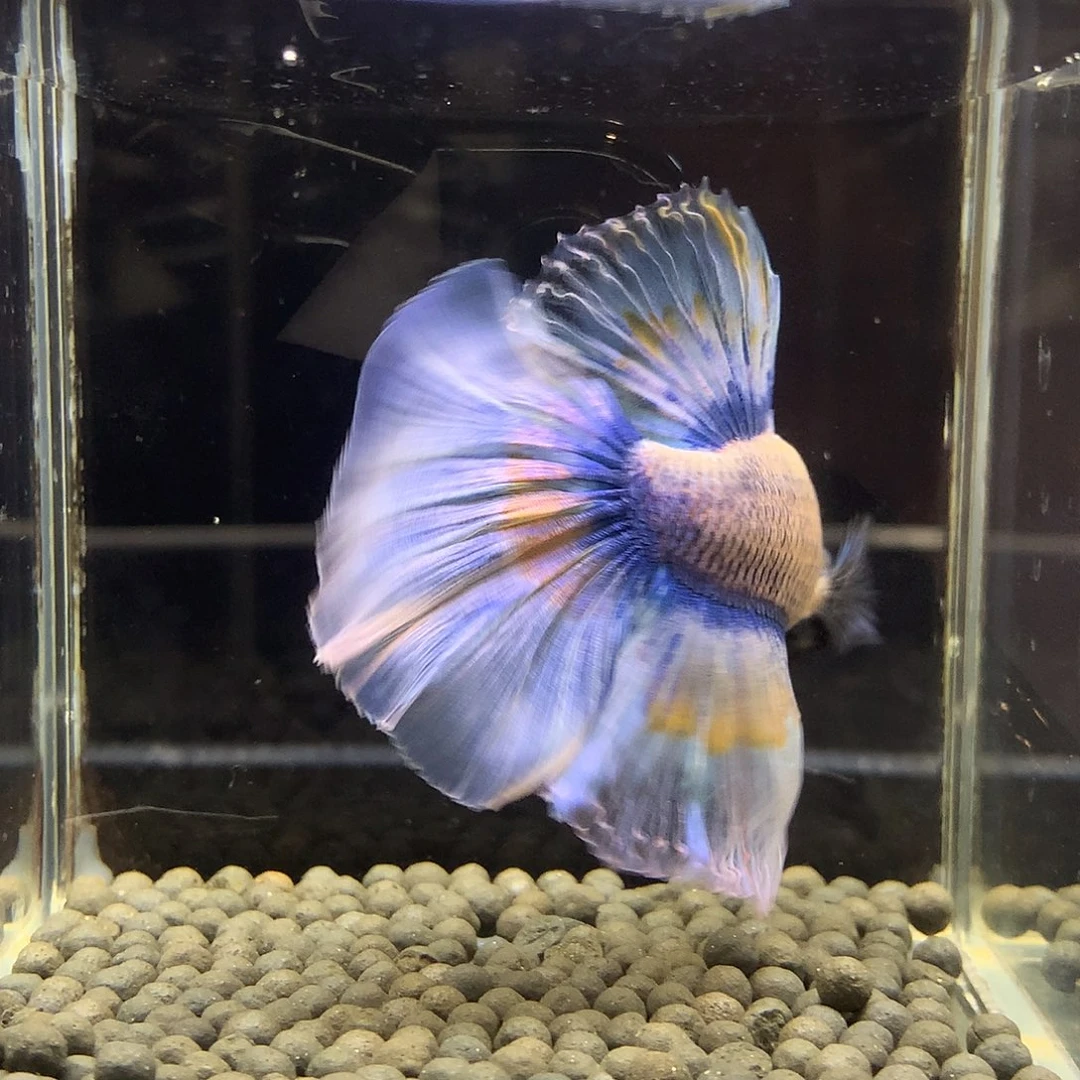 海水鱼七弟泰国斗鱼238