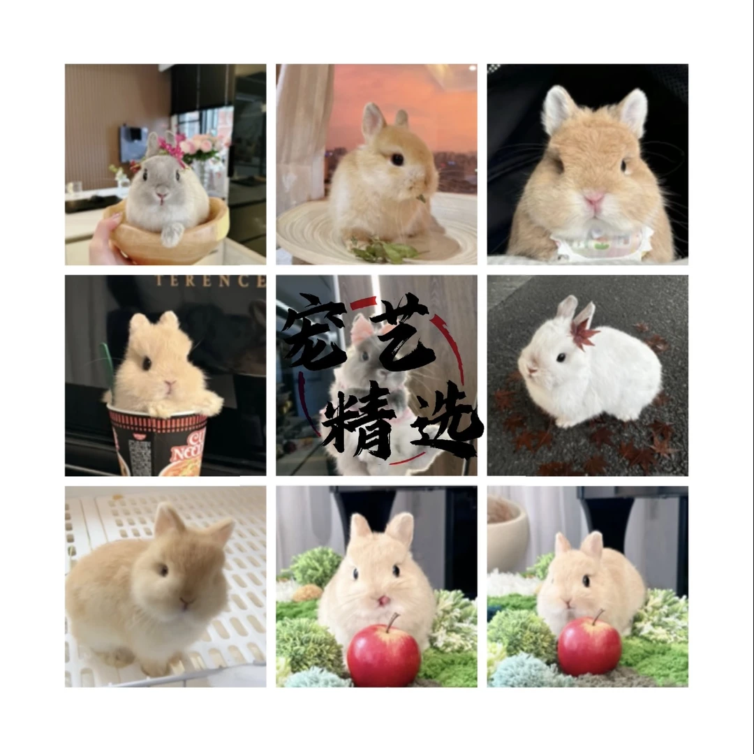 【吉宠亿家】吉宠宠物活体、一物一拍