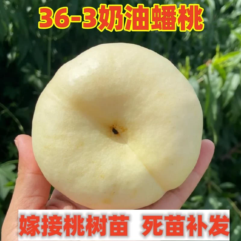 36-3油蟠桃树苗嫁接奶油蟠桃树南方北方种植盆栽地栽果树当年结果