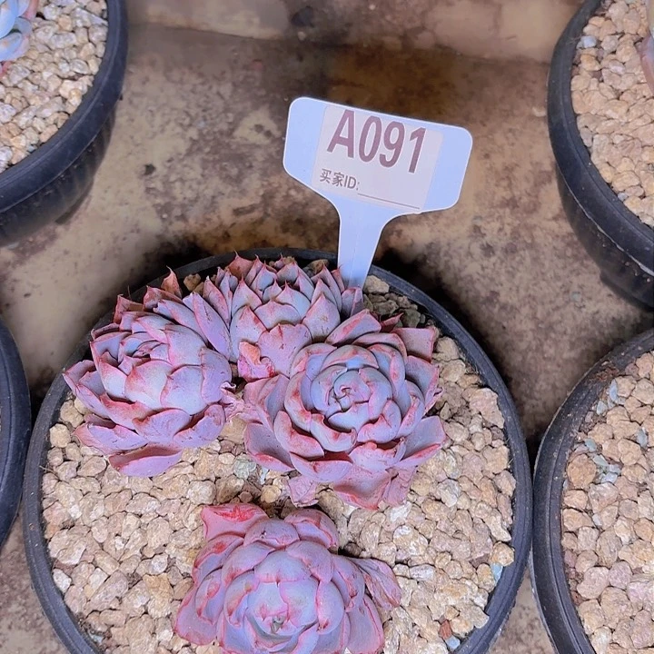 杨*好赫拉一物一拍A091