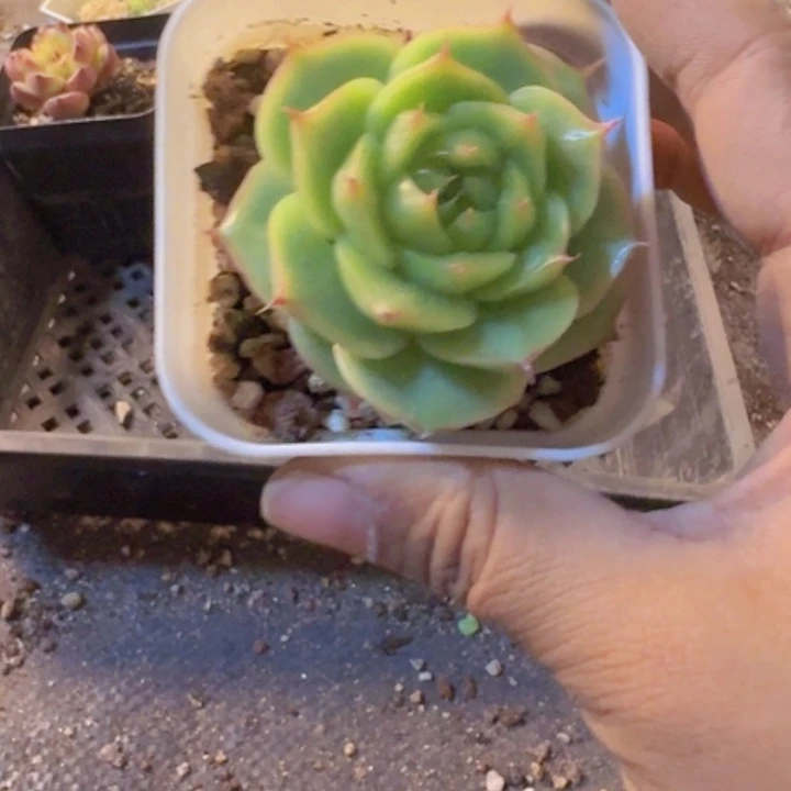 七***忆464，带盆带土发货