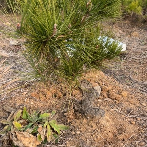 盆栽植物盆栽植物